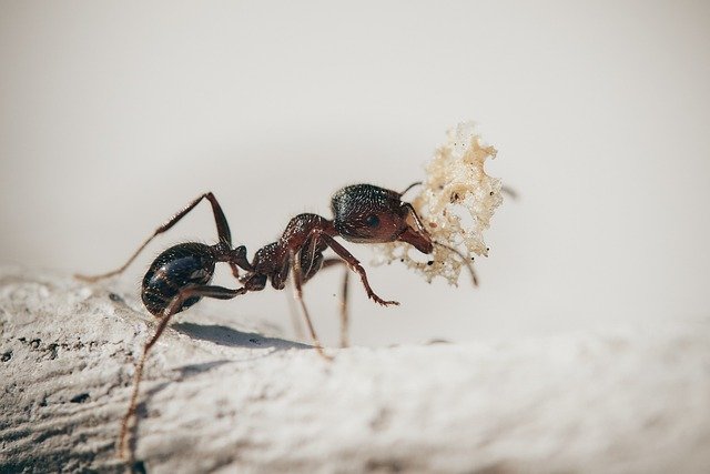 Ants Vanished: Tiny Troubles Be Gone!