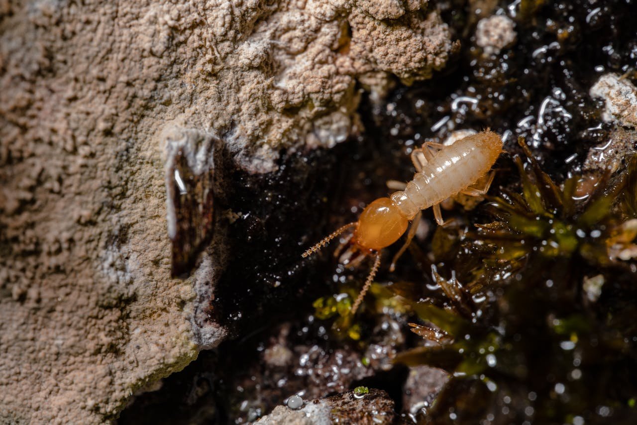 Termite Terminator: Protect Your Property!